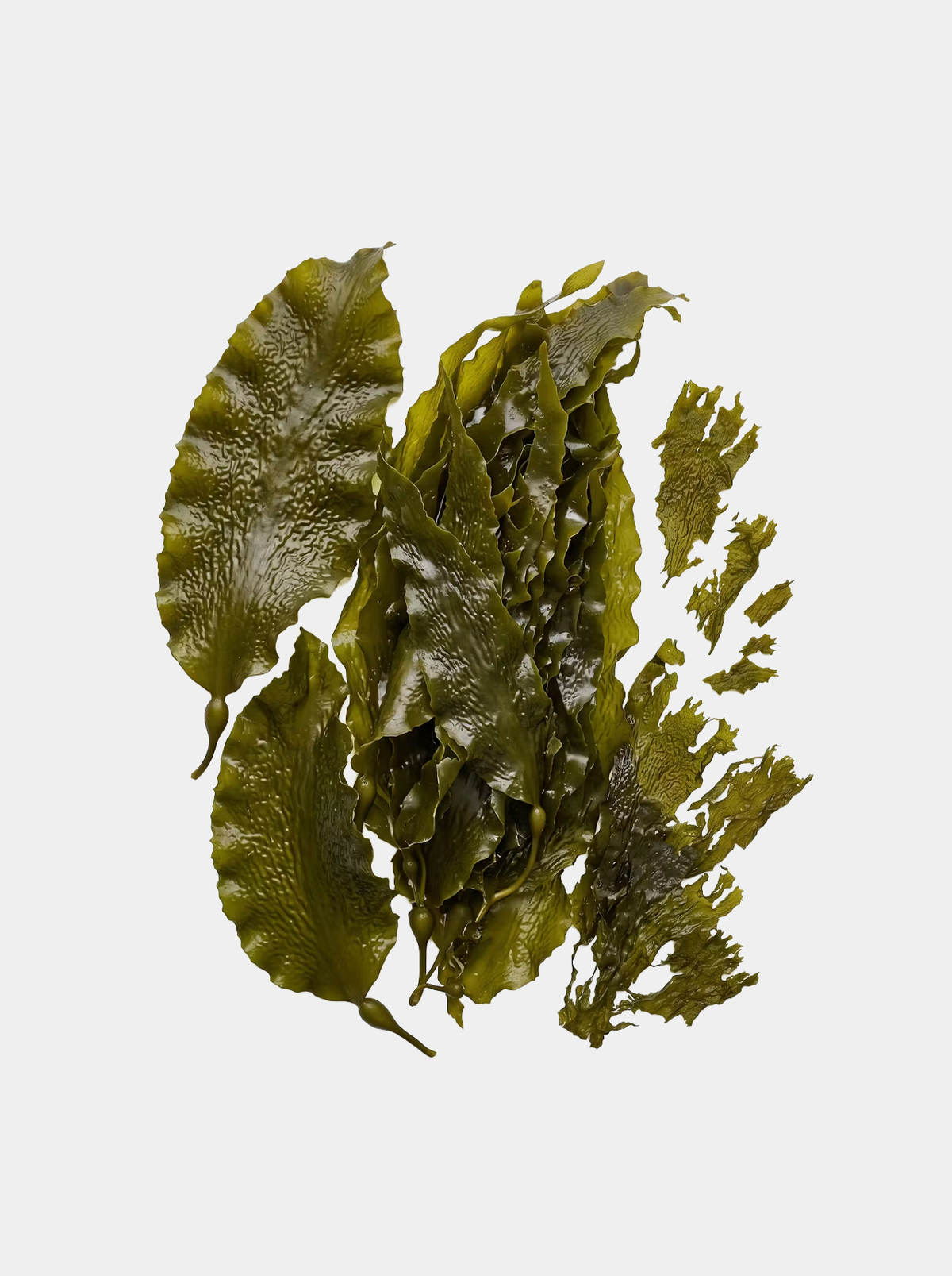 SEAWEED EXTRACT